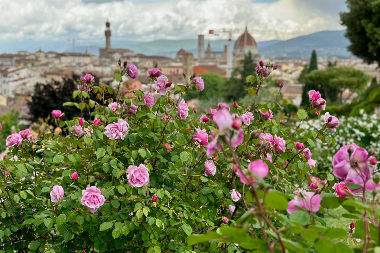 florence rose garden