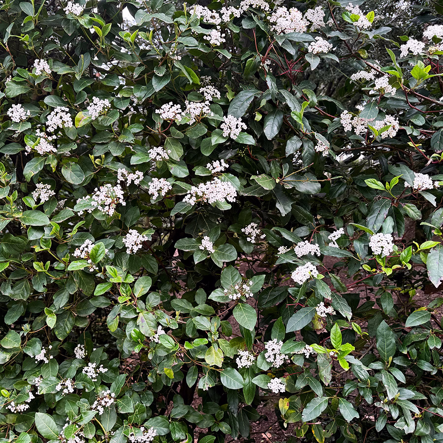 Boboli Gardens Hedge Flower